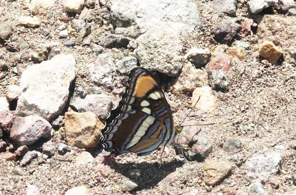 California Sister Adelpha bredowii 