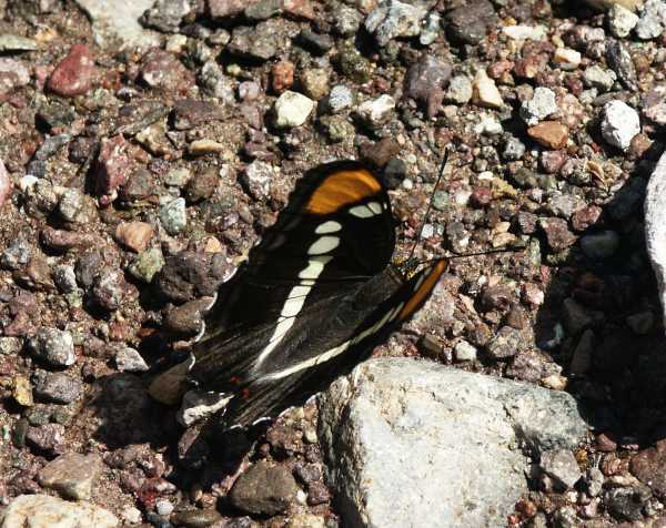 California Sister Adelpha bredowii 