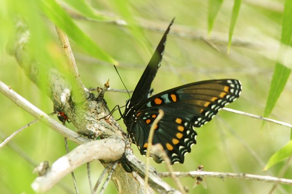 Butterfly Red-spotted Admiral ( Red-spotted Purple) Limenitus arthemis arizonensis 