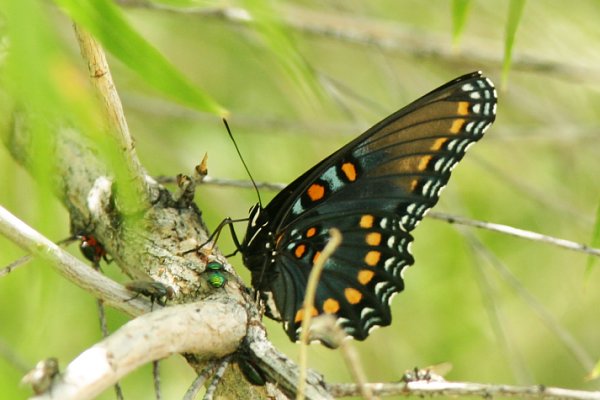 Butterfly Red-spotted Admiral ( Red-spotted Purple) Limenitus arthemis arizonensis 