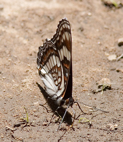 Weidemeyer's Admiral