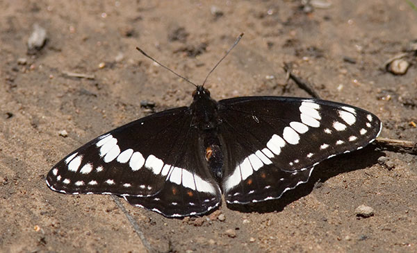 Weidemeyer's Admiral
