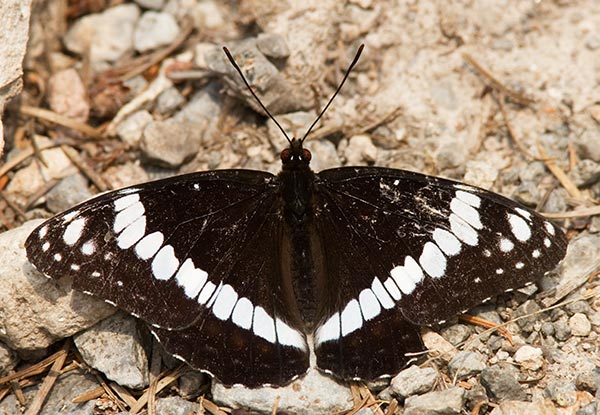 Weidemeyer's Admiral