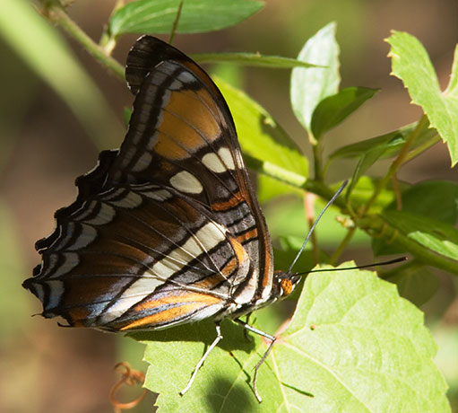 California Sister Adelpha bredowii