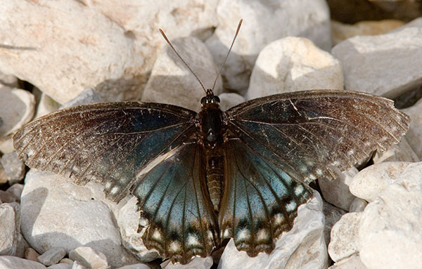 Butterfly Red-spotted Admiral ( Red-spotted Purple) Limenitus arthemis arizonensis 