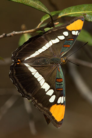 California Sister Adelpha bredowii