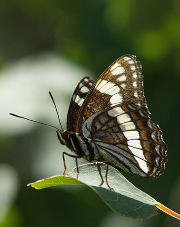 Weidemeyer's Admiral Limenitis weidemeyerii