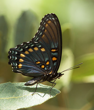 Butterfly Red-spotted Admiral ( Red-spotted Purple) Limenitus arthemis arizonensis 