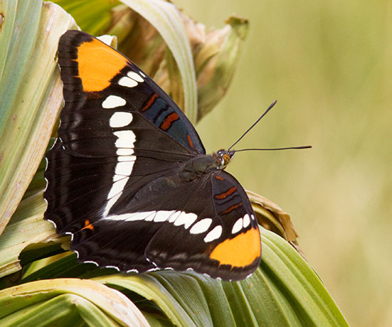 California Sister Adelpha bredowii
