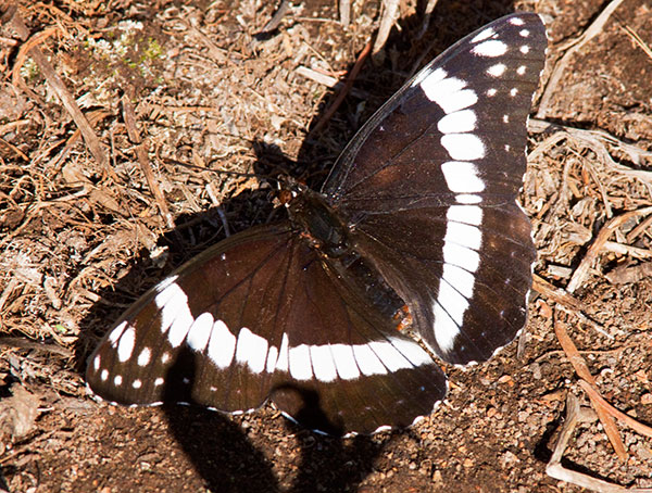 Weidemeyer's Admiral Limenitis weidemeyerii