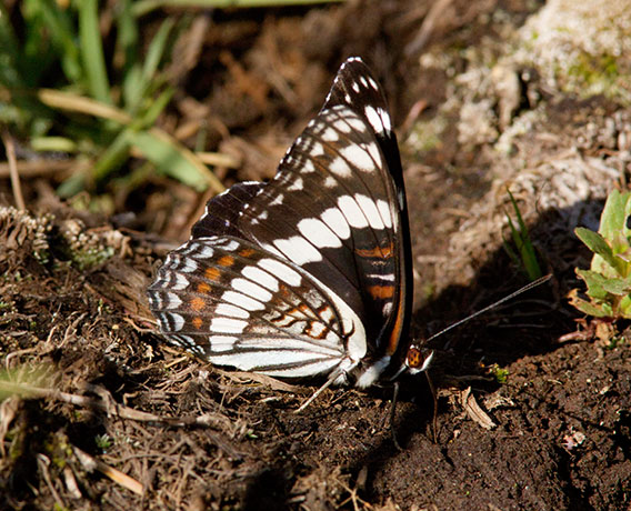 Weidemeyer's Admiral Limenitis weidemeyerii