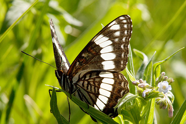Weidemeyer's Admiral Limenitis weidemeyerii
