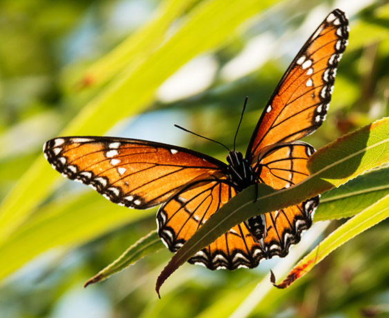 Butterfly Viceroy Limenitus archippus 