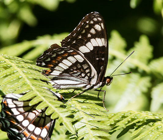 Weidemeyer's Admiral Limenitis weidemeyerii
