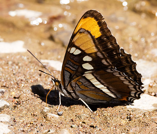 California Sister Adelpha bredowii