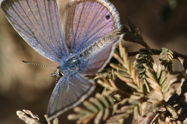 Reakirt's Blue Hemiargus isola Butterfly
