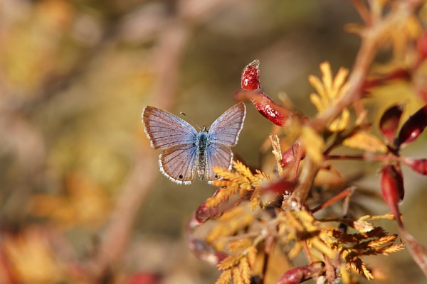 Reakirt's Blue Hemiargus isola Butterfly