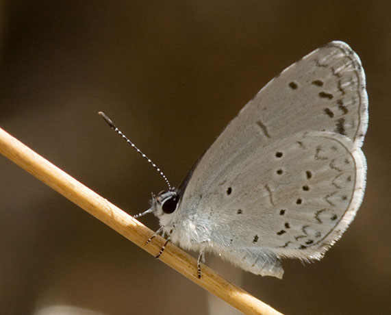 Spring Azure Celastrina ladon Butterfly