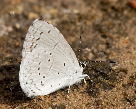 Spring Azure Celastrina ladon Butterfly