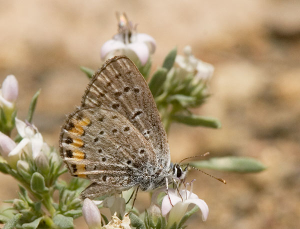 Acmon Blue Plebejus acmon Butterfly
