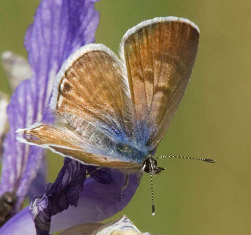 Marine Blue Leptotes marina Butterfly Chiricahua Mountains