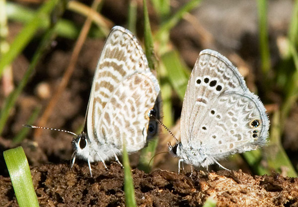 Reakirt's Blue Hemiargus isola Butterfly