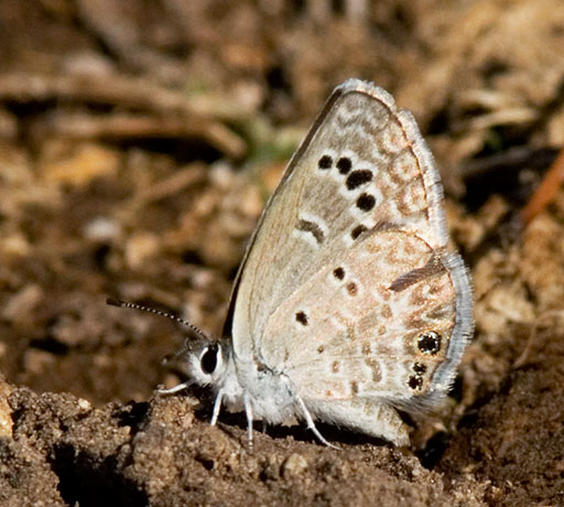 Reakirt's Blue Hemiargus isola Butterfly New Mexico