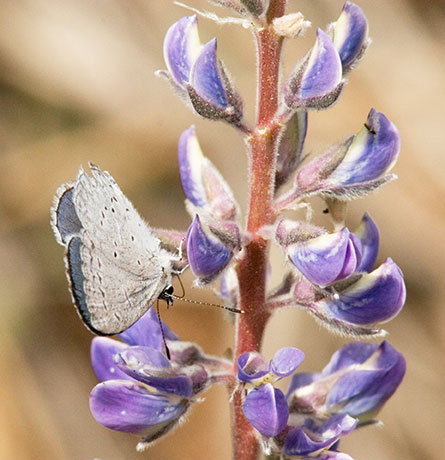 Spring Azure Celastrina ladon Butterfly June 20, 2007