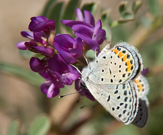 Acmon Blue Plebejus acmon Butterfly