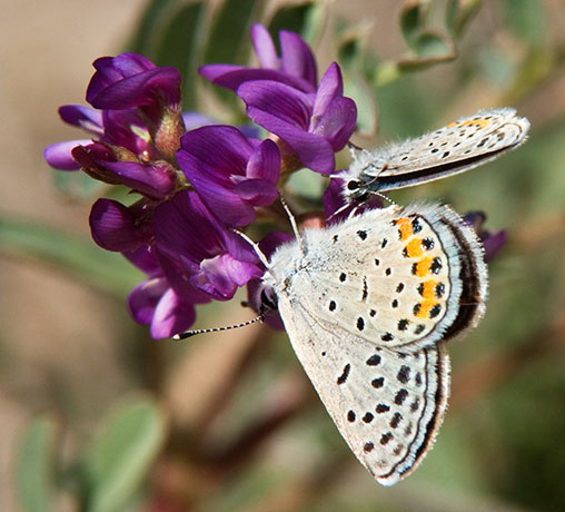 Acmon Blue Plebejus acmon Butterfly