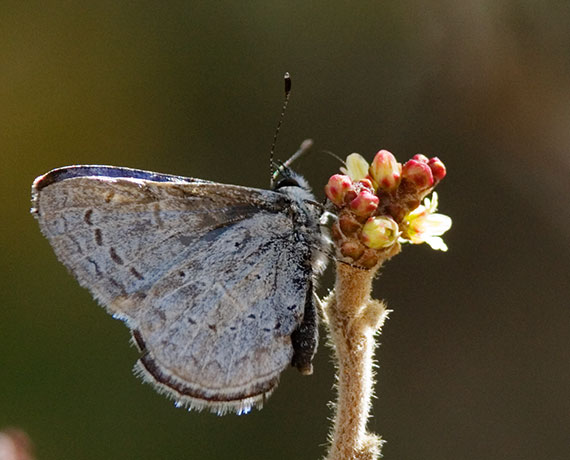 Spring Azure Celastrina ladon Butterfly 