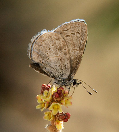 Spring Azure Celastrina ladon Butterfly 