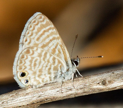 Marine Blue Leptotes marina Butterfly 