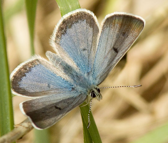 Spring Azure Celastrina ladon  Butterfly 