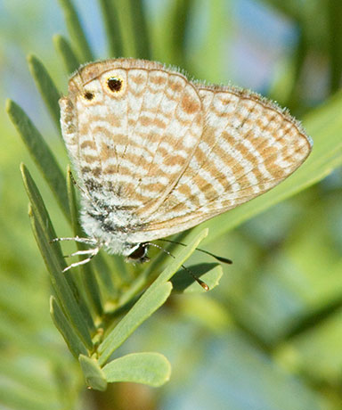 Marine Blue Leptotes marina Butterfly 