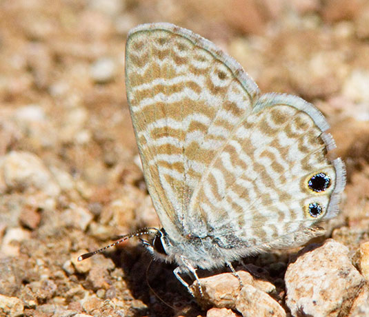 Marine Blue Leptotes marina Butterfly 