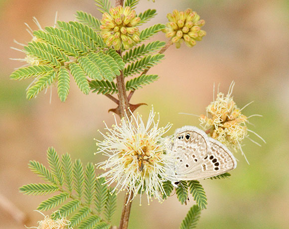 Reakirt's Blue Hemiargus isola Butterfly