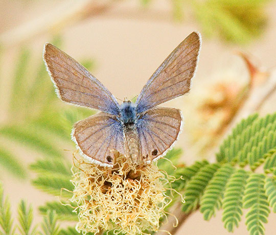 Reakirt's Blue Hemiargus isola Butterfly