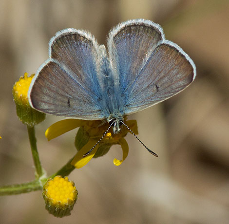 Arctic Blue Agriades glandon  Butterfly 