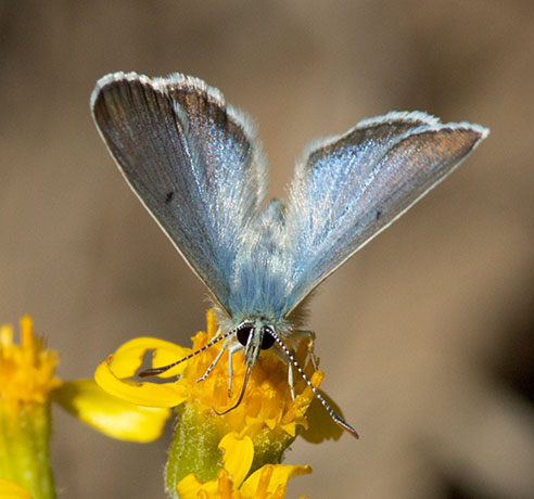 Arctic Blue Agriades glandon  Butterfly 