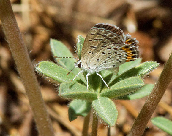 Acmon Blue Plebejus acmon Butterfly