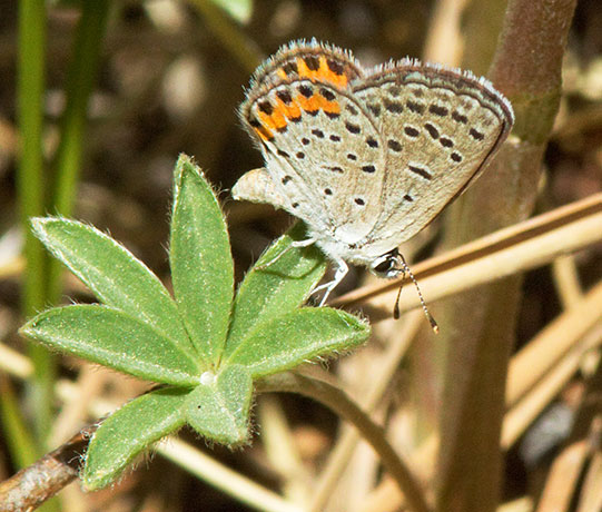 Acmon Blue Plebejus acmon Butterfly