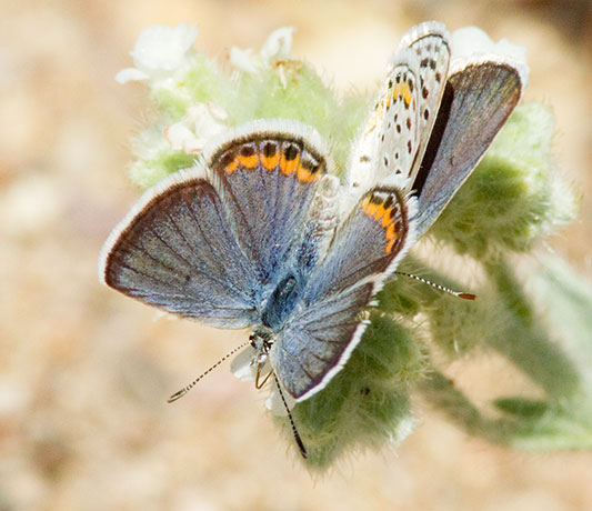 Acmon Blue Plebejus acmon Butterfly