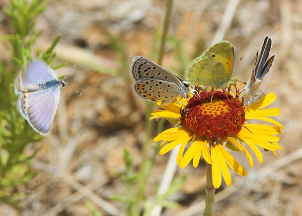 Acmon Blue Plebejus acmon Butterfly