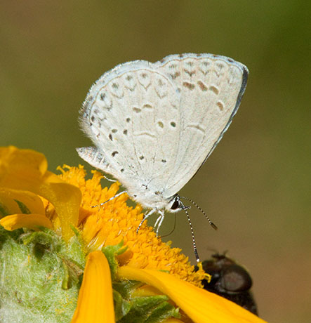 Spring Azure Celastrina ladon  Butterfly 