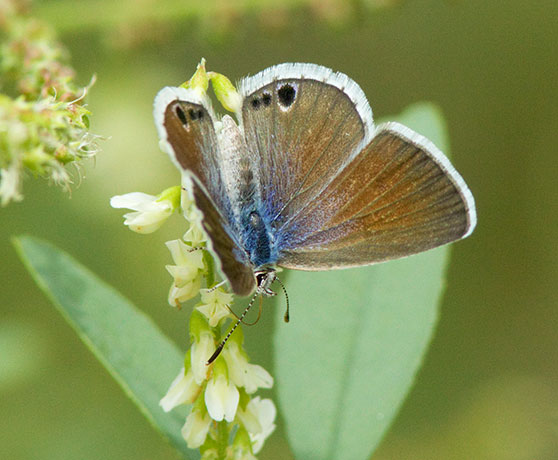 Reakirt's Blue Hemiargus isola Butterfly
