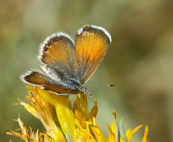 Western Pygmy-Blue Brephidium exilis Butterfly 