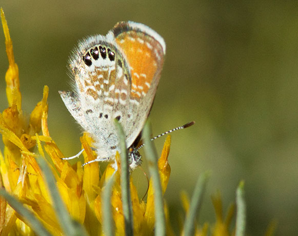 Western Pygmy-Blue Brephidium exilis Butterfly 