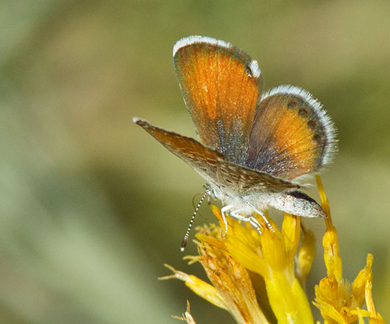Western Pygmy-Blue Brephidium exilis Butterfly 
