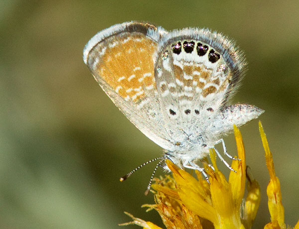 Western Pygmy-Blue Brephidium exilis Butterfly 